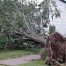Large tree falling in a yard almost hitting a house.